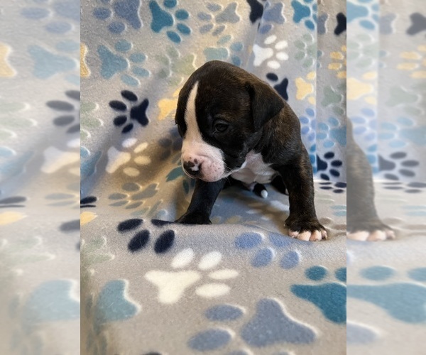 Medium Photo #15 American Bully-American Staffordshire Terrier Mix Puppy For Sale in BROCKTON, MA, USA