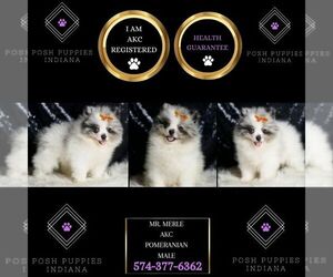 Medium Pomeranian