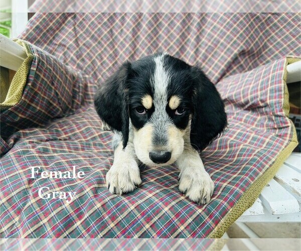 Medium Photo #1 Bernedoodle-Bluetick Coonhound Mix Puppy For Sale in RINGTOWN, PA, USA