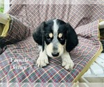 Puppy 13 Bernedoodle-Bluetick Coonhound Mix