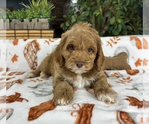 Cock-A-Poo Puppy for sale in GREENFIELD, IN, USA