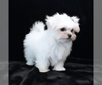 Small #6 Maltese