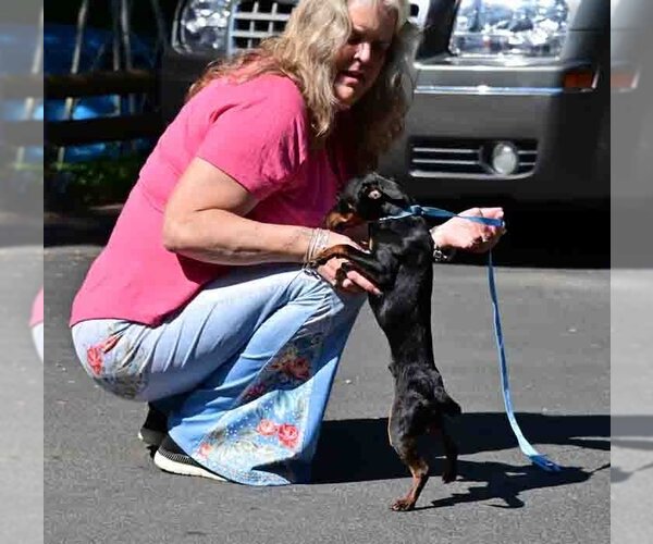Medium Photo #2 Dachshund Puppy For Sale in Vernonia, OR, USA