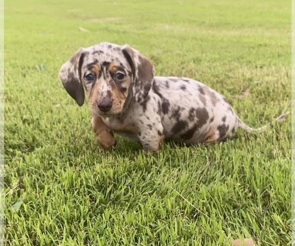 Medium Photo #2 Dachshund Puppy For Sale in DENHAM SPRINGS, LA, USA