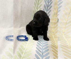 Labradoodle Puppy for sale in PRESCOTT VALLEY, AZ, USA