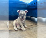 Small Photo #3 French Bulldog Puppy For Sale in RESEDA, CA, USA