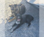 Small #1 Mutt