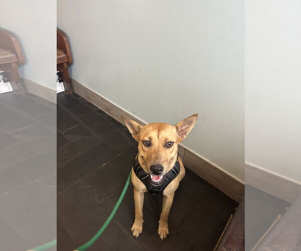 Medium Photo #1 Labrador Retriever-Unknown Mix Puppy For Sale in Miami, FL, USA