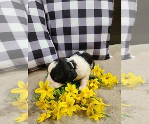 English Springer Spaniel Puppy for sale in WAYLAND, IA, USA