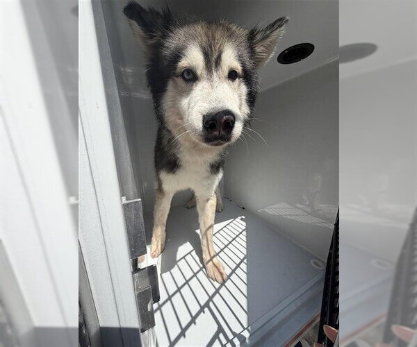 Medium Photo #1 Siberian Husky Puppy For Sale in Houston, TX, USA