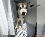 A662552 - Male Siberian Husky Dog for Adoption - Small photo