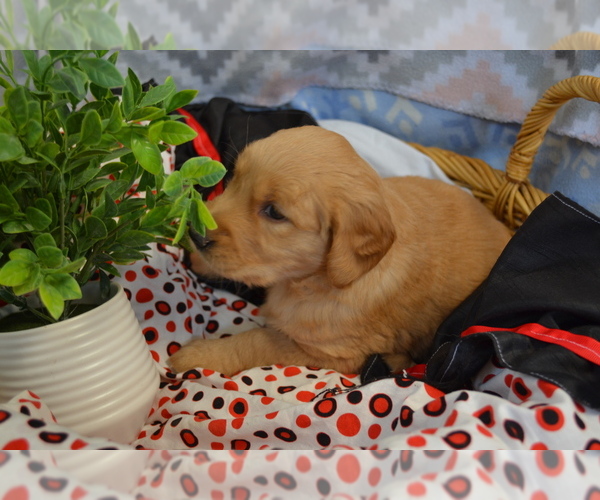Medium Photo #8 Golden Retriever Puppy For Sale in GREENWOOD, WI, USA