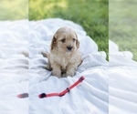 Puppy Orion Cock-A-Poo