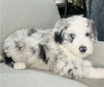 Puppy White Sheepadoodle