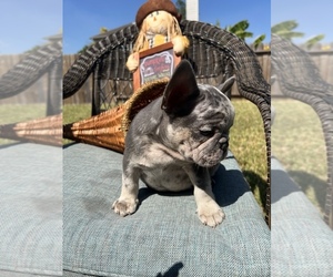 French Bulldog Puppy for sale in HOUSTON, TX, USA