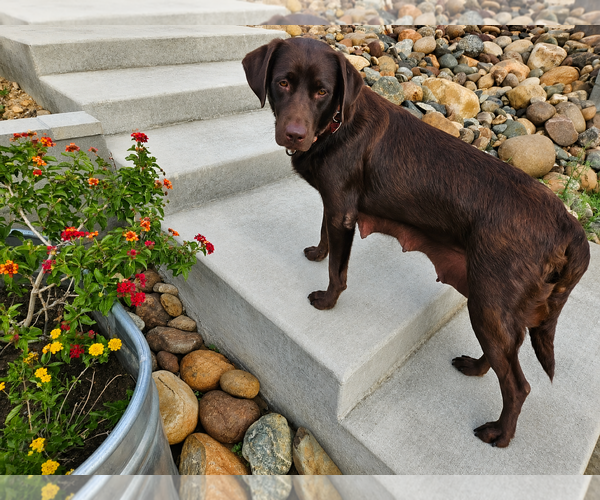 Medium Photo #4 Labrador Retriever Puppy For Sale in Clovis, CA, USA