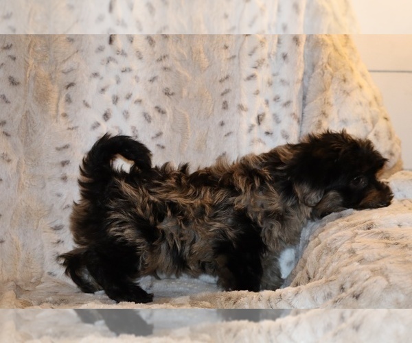 Medium Photo #23 Yorkiepoo mix (+ Poodle Toy) Puppy For Sale in DYERSBURG, TN, USA
