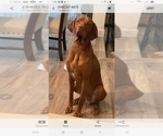 Small Photo #8 Vizsla Puppy For Sale in SPENCER, IN, USA