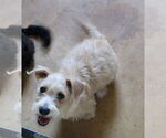 Small #3 Poodle (Miniature) Mix