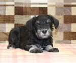 Small #1 Schnauzer (Miniature)