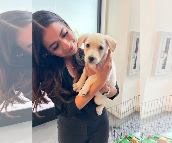 Medium Photo #3 Labrador Retriever-Unknown Mix Puppy For Sale in The Woodlands, TX, USA