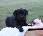 Puppy Jamaica Labrador Retriever