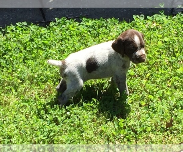 Medium Photo #21 German Wirehaired Pointer Puppy For Sale in PARSONS, KS, USA