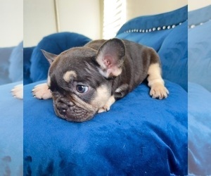 French Bulldog Puppy for sale in POINT REYES STATION, CA, USA