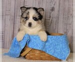 Small Photo #1 Pomsky Puppy For Sale in FREDERICKSBG, OH, USA