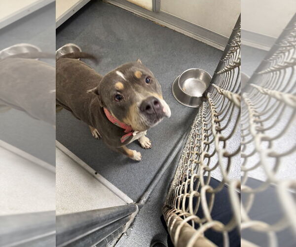 Medium Photo #1 Bullypit Puppy For Sale in Glen Allen, VA, USA