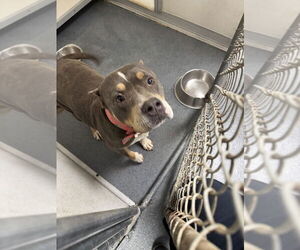 Bullypit Dogs for adoption in Glen Allen, VA, USA
