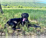 Small #3 Labrador Retriever-Mountain Cur Mix