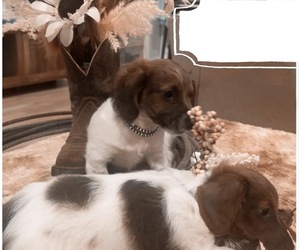 Dachshund Puppy for Sale in BLANCHARD, Oklahoma USA