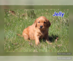 Puppy Jelly Golden Retriever