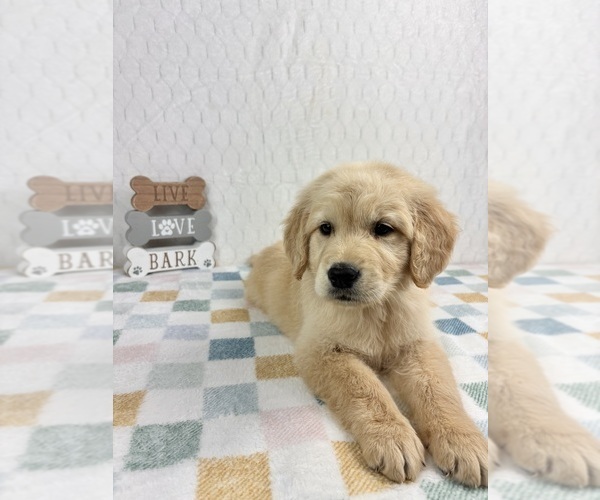 Medium Photo #4 Golden Retriever Puppy For Sale in INDIANAPOLIS, IN, USA