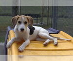 Small #1 English Coonhound Mix