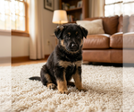 Small #3 German Shepherd Dog
