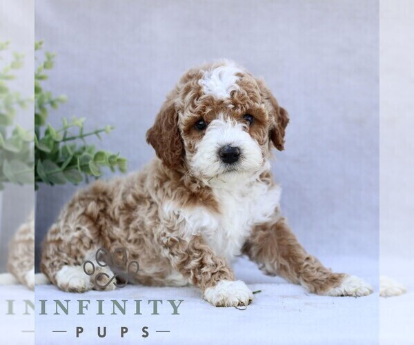 Medium Photo #2 Goldendoodle (Miniature) Puppy For Sale in EPHRATA, PA, USA