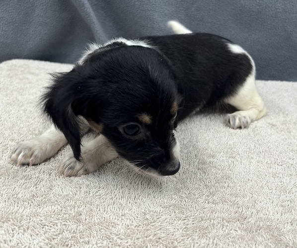 Medium Photo #7 Chiweenie Puppy For Sale in SAINT AUGUSTINE, FL, USA