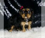 Puppy Florence AKC Cavalier King Charles Spaniel