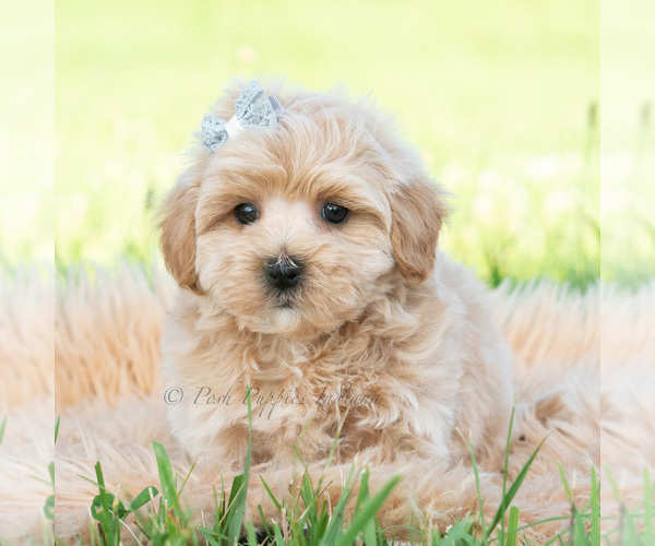 Medium Photo #68 Maltipoo (Toy) Puppy For Sale in WARSAW, IN, USA