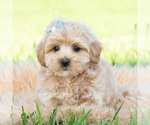 Small #1 Maltipoo (Toy)