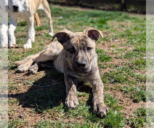 Medium Photo #4 Mutt Puppy For Sale in White Bluff, TN, USA