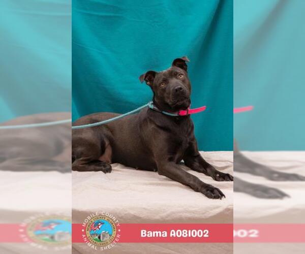 Medium Photo #3 American Bulldog-Unknown Mix Puppy For Sale in Mobile, AL, USA