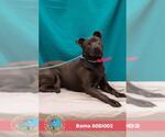 Small #2 American Bulldog Mix