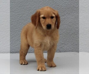 Golden Retriever Puppy for sale in FREDERICKSBURG, OH, USA