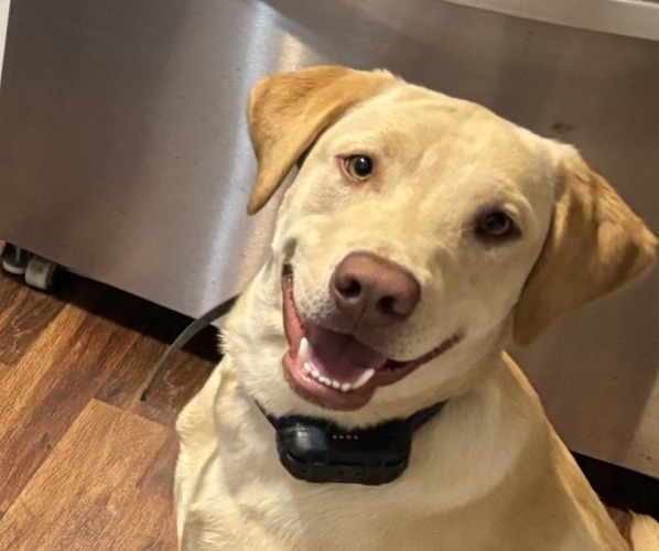Medium Photo #1 Labrador Retriever Puppy For Sale in COTTAGEVILLE, SC, USA