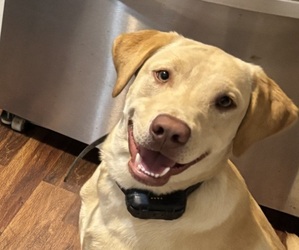 Father of the Labrador Retriever puppies born on 07/22/2026