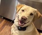 Small Photo #1 Labrador Retriever Puppy For Sale in COTTAGEVILLE, SC, USA