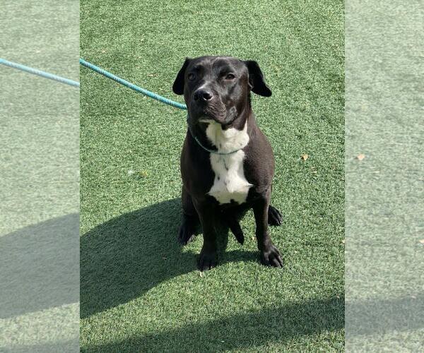 Medium Photo #4 American Pit Bull Terrier-Labrador Retriever Mix Puppy For Sale in Rockwall, TX, USA